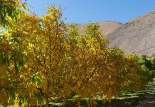 INIA Intihuasi entrega recomendaciones para el manejo de frutales tras las intensas lluvias