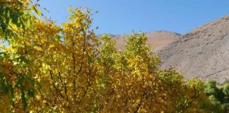 INIA Intihuasi entrega recomendaciones para el manejo de frutales tras las intensas lluvias INIA Intihuasi entrega recomendaciones para el manejo de frutales tras las intensas lluvias