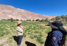 INIA Ururi y GORE lanzan proyecto para potenciar la alfalfa ancestral Alta Sierra en el Norte de Chile INIA Ururi y GORE lanzan proyecto para potenciar la alfalfa ancestral Alta Sierra en el Norte de Chile