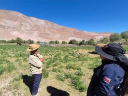 INIA Ururi y GORE lanzan proyecto para potenciar la alfalfa ancestral Alta Sierra en el Norte de Chile INIA Ururi y GORE lanzan proyecto para potenciar la alfalfa ancestral Alta Sierra en el Norte de Chile