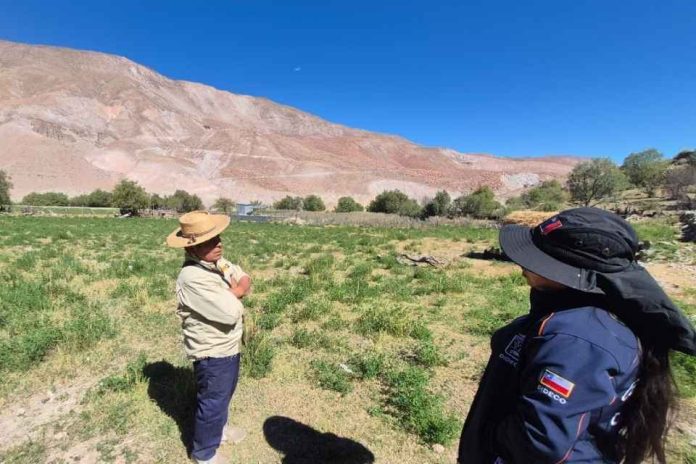INIA Ururi y GORE lanzan proyecto para potenciar la alfalfa ancestral Alta Sierra en el Norte de Chile INIA Ururi y GORE lanzan proyecto para potenciar la alfalfa ancestral Alta Sierra en el Norte de Chile