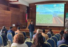 INIA desarrolla sistema integrado para el control preventivo de la sarna polvorienta en papa INIA desarrolla sistema integrado para el control preventivo de la sarna polvorienta en papa