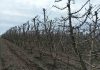Reportaje | Primavera cálida y lluviosa desafiará a huertos de cerezos: INIA entrega recomendaciones para enfrentar la temporada INIA entrega recomendaciones para enfrentar la temporada