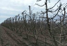 Reportaje | Primavera cálida y lluviosa desafiará a huertos de cerezos: INIA entrega recomendaciones para enfrentar la temporada INIA entrega recomendaciones para enfrentar la temporada