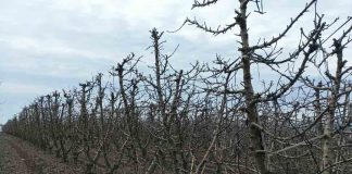 Reportaje | Primavera cálida y lluviosa desafiará a huertos de cerezos: INIA entrega recomendaciones para enfrentar la temporada INIA entrega recomendaciones para enfrentar la temporada