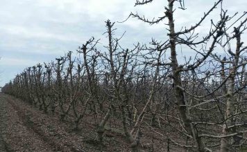 Reportaje | Primavera cálida y lluviosa desafiará a huertos de cerezos: INIA entrega recomendaciones para enfrentar la temporada INIA entrega recomendaciones para enfrentar la temporada
