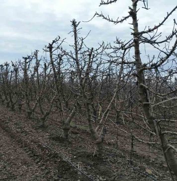 Reportaje | Primavera cálida y lluviosa desafiará a huertos de cerezos: INIA entrega recomendaciones para enfrentar la temporada INIA entrega recomendaciones para enfrentar la temporada