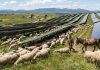 Internacional | Una granja solar contrató a 2000 ovejas y un burro guardián para que los paneles solares generarán energía Internacional Una granja solar contrató a 2000 ovejas y un burro guardián para que los paneles solares generarán energía