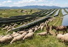 Internacional | Una granja solar contrató a 2000 ovejas y un burro guardián para que los paneles solares generarán energía Internacional Una granja solar contrató a 2000 ovejas y un burro guardián para que los paneles solares generarán energía