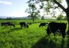 Investigación busca desarrollar herramienta para detectar patógenos causantes de mastitis bovina Investigación busca desarrollar herramienta para detectar patógenos causantes de mastitis bovina