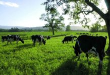 Investigación busca desarrollar herramienta para detectar patógenos causantes de mastitis bovina Investigación busca desarrollar herramienta para detectar patógenos causantes de mastitis bovina