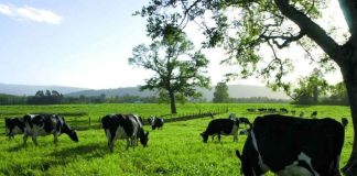Investigación busca desarrollar herramienta para detectar patógenos causantes de mastitis bovina Investigación busca desarrollar herramienta para detectar patógenos causantes de mastitis bovina