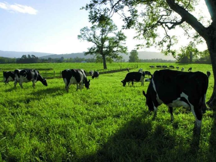 Investigación busca desarrollar herramienta para detectar patógenos causantes de mastitis bovina Investigación busca desarrollar herramienta para detectar patógenos causantes de mastitis bovina