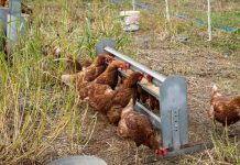 Investigadores de la UOH buscan medir el bienestar de las gallinas más allá del sistema de crianza