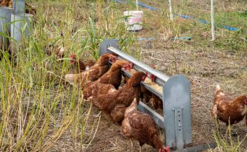 Investigadores de la UOH buscan medir el bienestar de las gallinas más allá del sistema de crianza