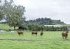 La FAO busca nuevas vías para financiar la transformación agroalimentaria La FAO busca nuevas vías para financiar la transformación agroalimentaria