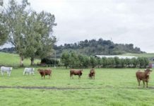 La FAO busca nuevas vías para financiar la transformación agroalimentaria La FAO busca nuevas vías para financiar la transformación agroalimentaria