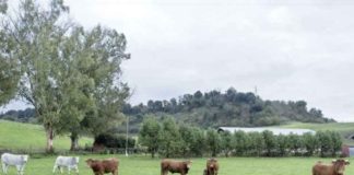 La FAO busca nuevas vías para financiar la transformación agroalimentaria La FAO busca nuevas vías para financiar la transformación agroalimentaria