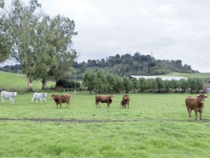 La FAO busca nuevas vías para financiar la transformación agroalimentaria La FAO busca nuevas vías para financiar la transformación agroalimentaria
