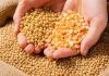 La expectativa por el USDA mantiene en vilo al mercado de granos y puede impactar en América Latina La expectativa por el USDA mantiene en vilo al mercado de granos y puede impactar en América Latina