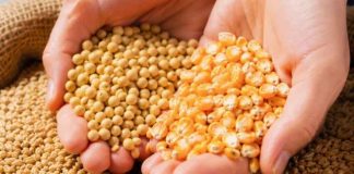 La expectativa por el USDA mantiene en vilo al mercado de granos y puede impactar en América Latina La expectativa por el USDA mantiene en vilo al mercado de granos y puede impactar en América Latina