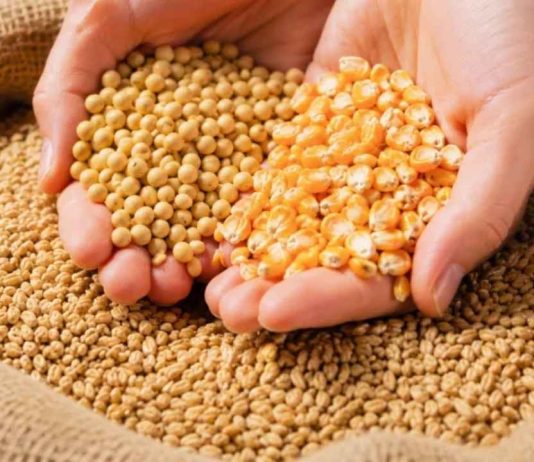 La expectativa por el USDA mantiene en vilo al mercado de granos y puede impactar en América Latina