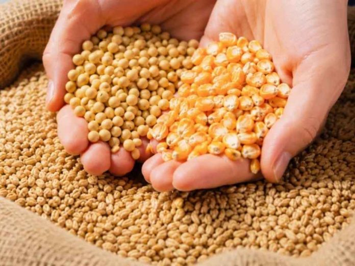 La expectativa por el USDA mantiene en vilo al mercado de granos y puede impactar en América Latina La expectativa por el USDA mantiene en vilo al mercado de granos y puede impactar en América Latina