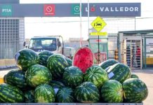 Llegan los primeros cargamentos de sandía peruana a Lo Valledor Llegan los primeros cargamentos de sandía peruana a Lo Valledor