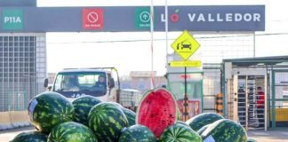 Llegan los primeros cargamentos de sandía peruana a Lo Valledor Llegan los primeros cargamentos de sandía peruana a Lo Valledor
