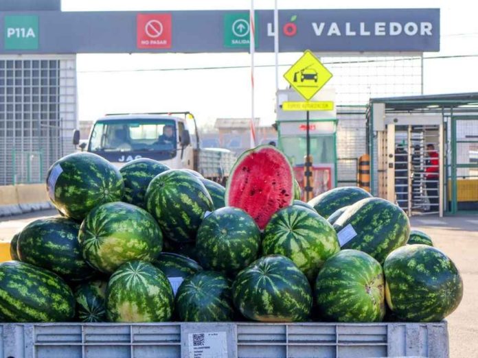 Llegan los primeros cargamentos de sandía peruana a Lo Valledor Llegan los primeros cargamentos de sandía peruana a Lo Valledor