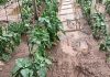 Lluvias afectan cosechas y comienzan a encarecer frutas y verduras en el Limarí | Diario el Día