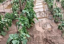 Lluvias afectan cosechas y comienzan a encarecer frutas y verduras en el Limarí | Diario el Día