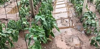Lluvias afectan cosechas y comienzan a encarecer frutas y verduras en el Limarí Lluvias afectan cosechas y comienzan a encarecer frutas y verduras en el Limarí | Diario el Día