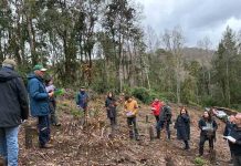 Reportaje | Los Ríos y La Araucanía avanzan en una agenda conjunta para fortalecer el manejo sostenible y el valor agregado del bosque nativo Los Ríos y La Araucanía avanzan en una agenda conjunta para fortalecer el manejo sostenible y el valor agregado del bosque nativo