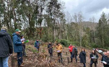 Los Ríos y La Araucanía avanzan en una agenda conjunta para fortalecer el manejo sostenible y el valor agregado del bosque nativo