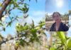 Argentina | Los cerezos ultra tempranos ya florecen en Jujuy y anticipan una buena cosecha Argentina | Los cerezos ultra tempranos ya florecen en Jujuy y anticipan una buena cosecha