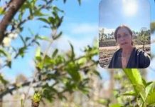 Argentina | Los cerezos ultra tempranos ya florecen en Jujuy y anticipan una buena cosecha Argentina | Los cerezos ultra tempranos ya florecen en Jujuy y anticipan una buena cosecha