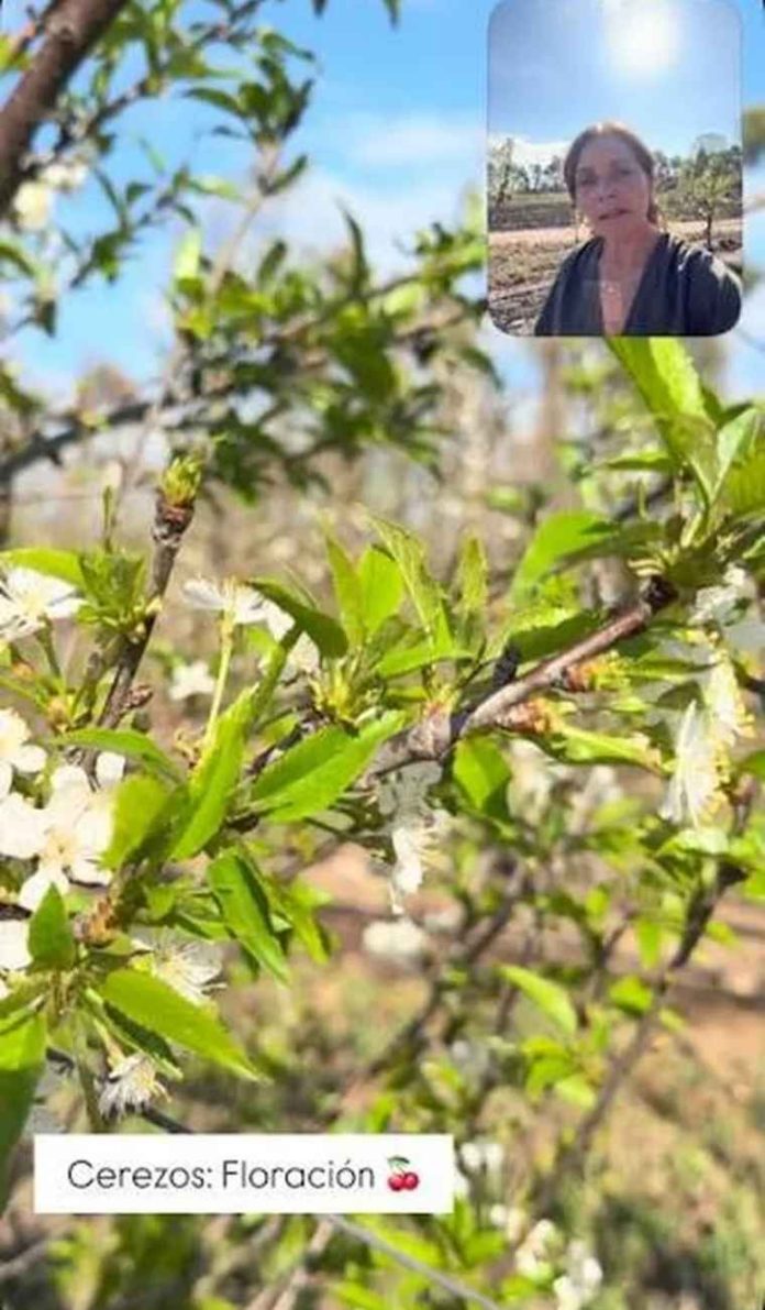 Los cerezos ultra tempranos ya florecen en Jujuy y anticipan una buena cosecha Argentina | Los cerezos ultra tempranos ya florecen en Jujuy y anticipan una buena cosecha