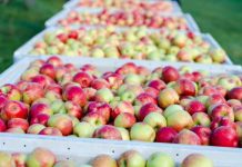 «Machucón» en manzanas reduce hasta un 12% la producción exportable "Machucón" en manzanas reduce hasta un 12% la producción exportable
