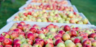 «Machucón» en manzanas reduce hasta un 12% la producción exportable "Machucón" en manzanas reduce hasta un 12% la producción exportable