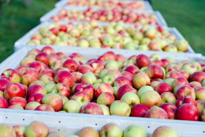 Machucón en manzanas reduce hasta un 12% la producción exportable