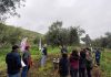 Manejo y recuperación de los olivares del Huasco