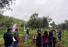 Manejo y recuperación de los olivares del Huasco