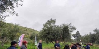 Manejo y recuperación de los olivares del Huasco