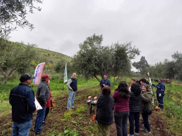 Manejo y recuperación de los olivares del Huasco Manejo y recuperación de los olivares del Huasco