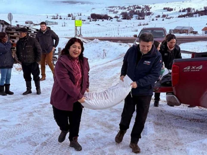 Más de 7 toneladas de alimento y 4 motocultivadores llegan a 67 familias campesinas de Puerto Natales Más de 7 toneladas de alimento y 4 motocultivadores llegan a 67 familias campesinas de Puerto Natales