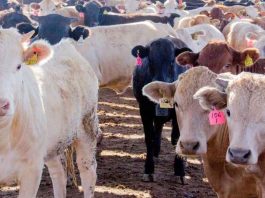 México Detectan primer caso de Gusano Barrenador en Sonora previo a la reapertura fronteriza al ganado