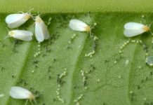 México | ¿Por qué las lluvias frenaron la mosquita blanca en el ajonjolí?