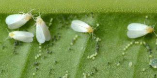 México | ¿Por qué las lluvias frenaron la mosquita blanca en el ajonjolí? México | ¿Por qué las lluvias frenaron la mosquita blanca en el ajonjolí?