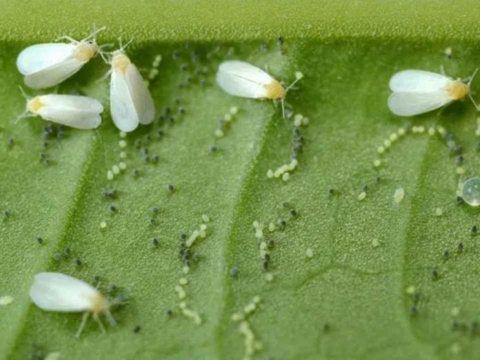 México | ¿Por qué las lluvias frenaron la mosquita blanca en el ajonjolí?